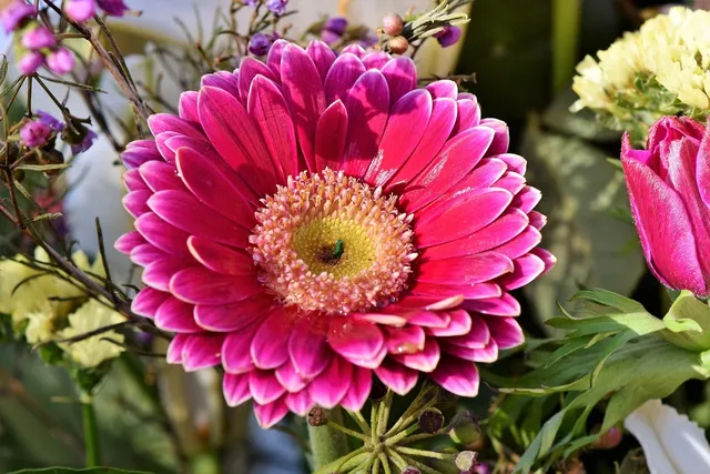 ROYAL RULLA DAISIES