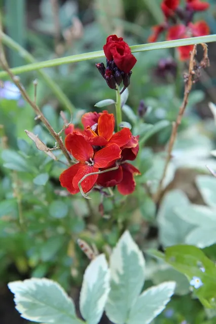 FLOWERING VINE