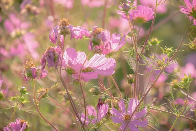 PURPLE FLOWER