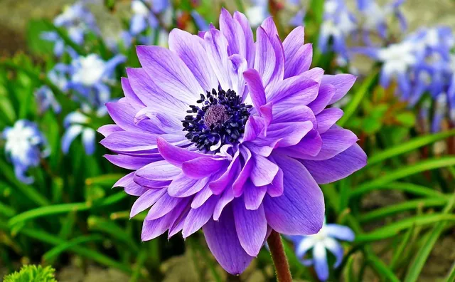 PURPLE FLOWER