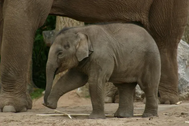 ELEPHANT
