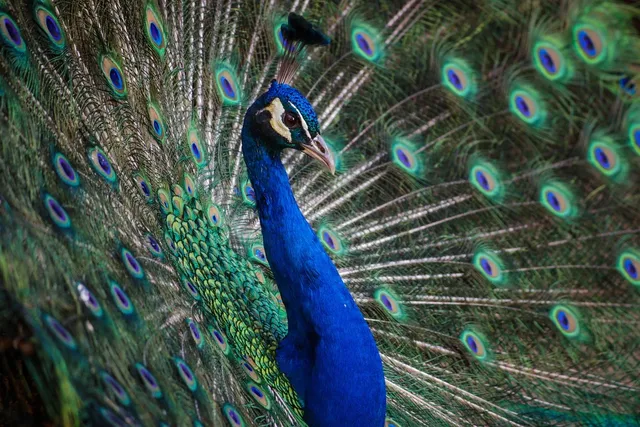 PEACOCK FEATHER