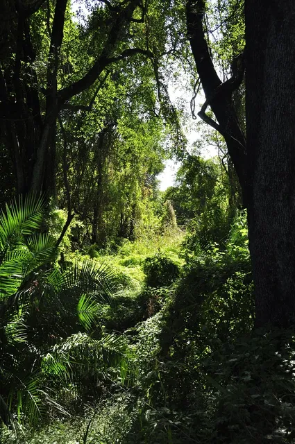 JUNGLE