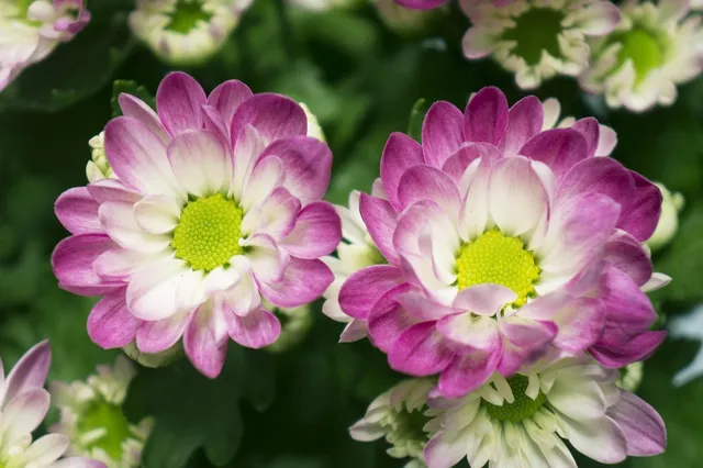 ROYAL RULLA DAISIES