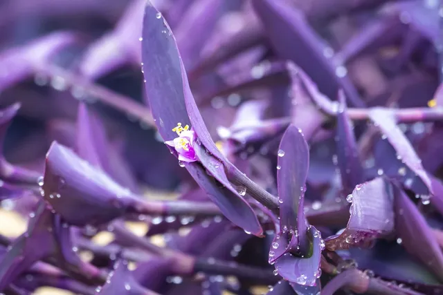 Kit MARLENE lavender