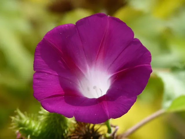 CAMPANULA