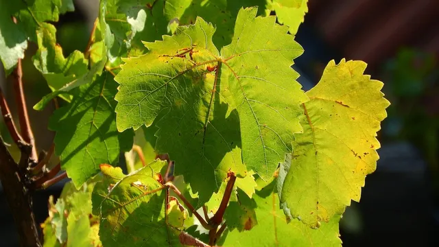 FLOWERING VINE