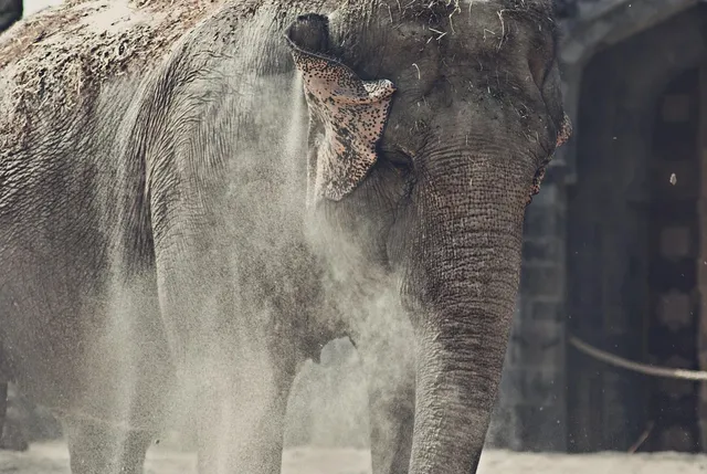 ELEPHANT
