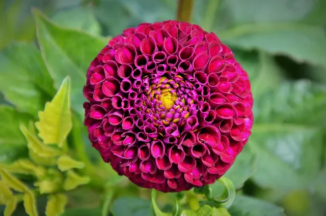 DAHLIA