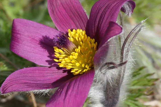 PURPLE FLOWER