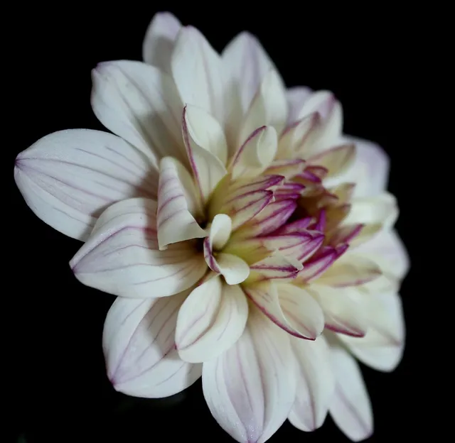 DAHLIA