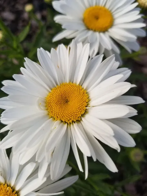 ROYAL RULLA DAISIES