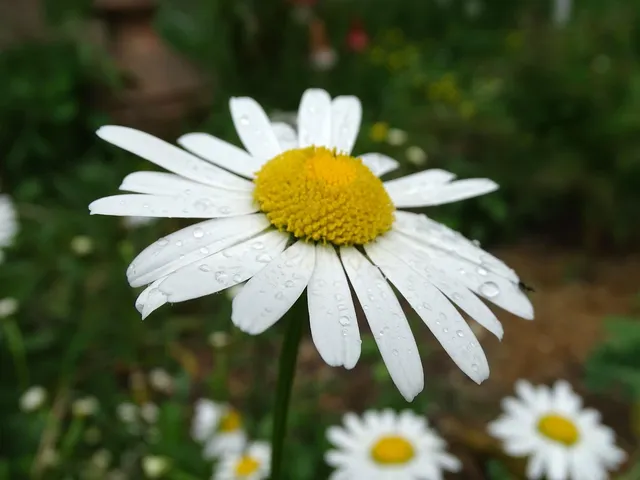 ROYAL RULLA DAISIES