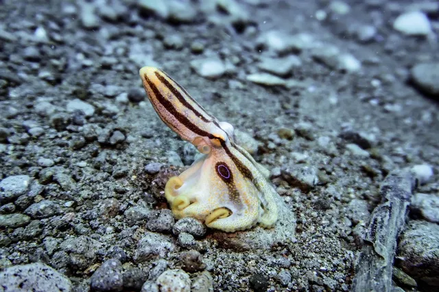 OCTOPUSSY