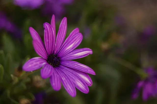 ROYAL RULLA DAISIES