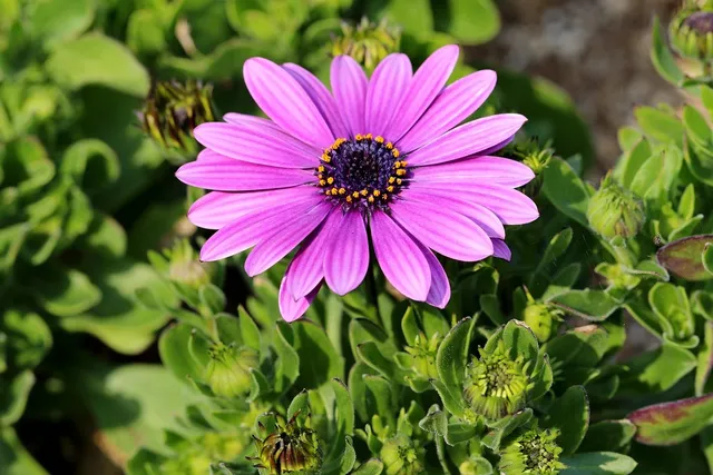 DAHLIA