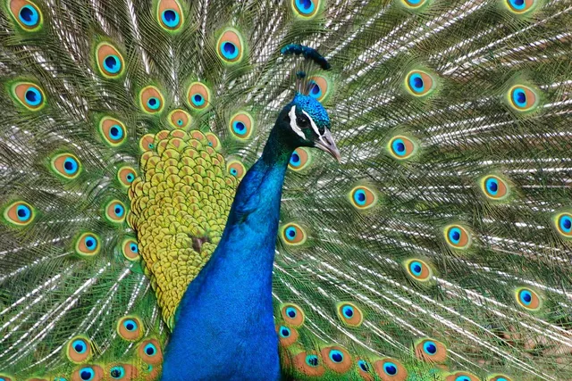 PEACOCK FEATHER