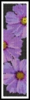 PURPLE FLOWER